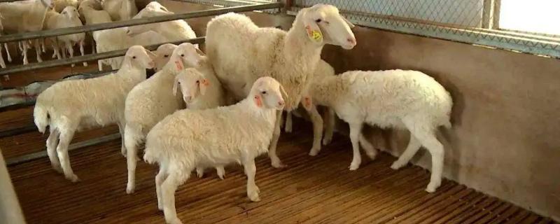 湖羊養殖利潤分析，和小尾寒羊哪個利潤更大